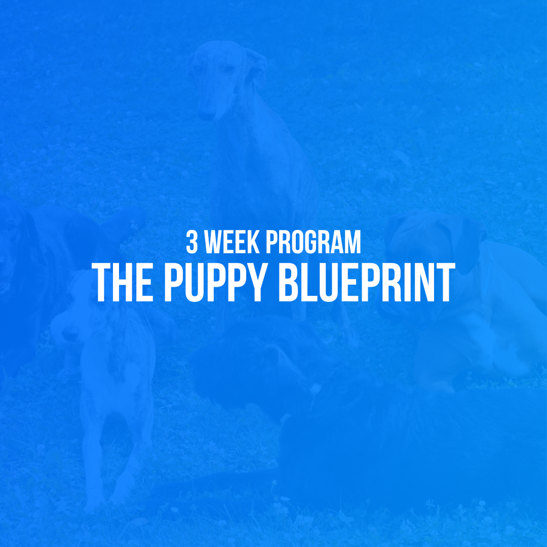 The Puppy Blueprint