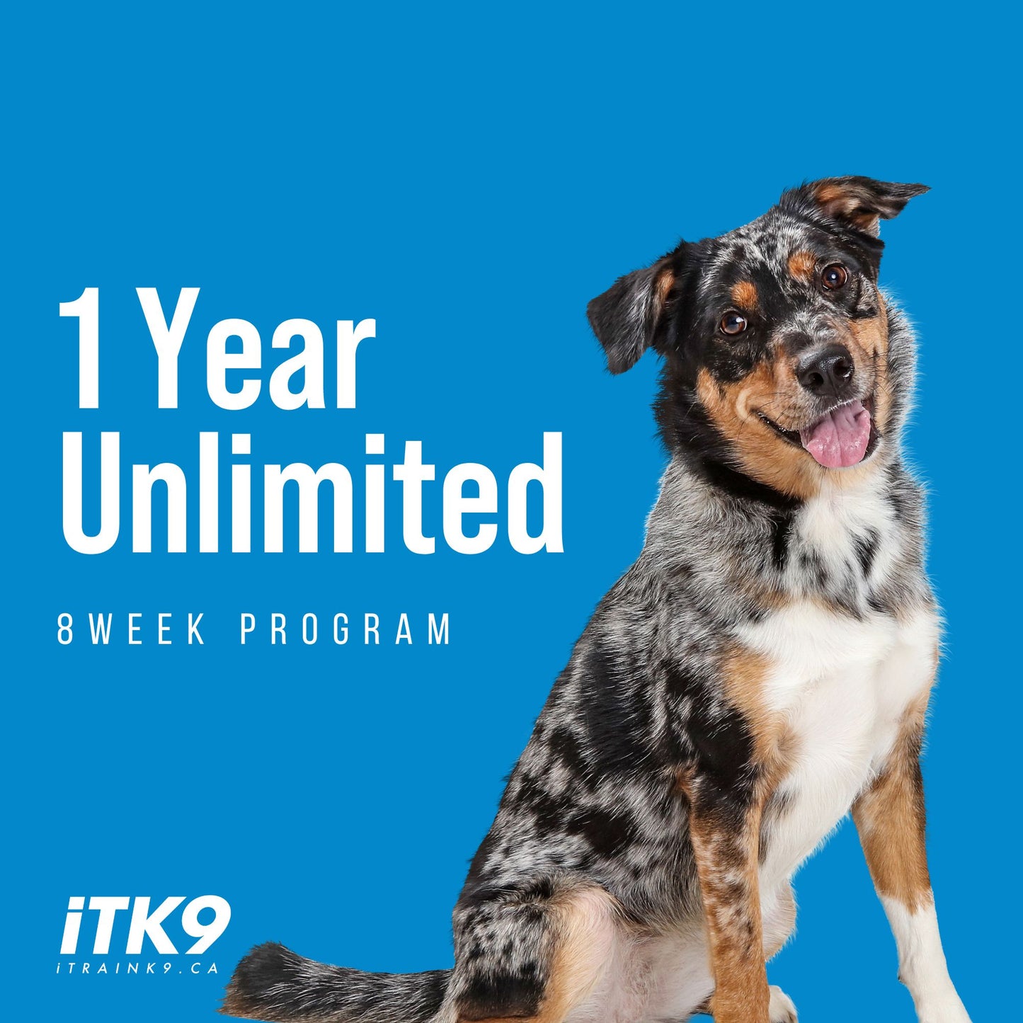 1 Year Unlimited