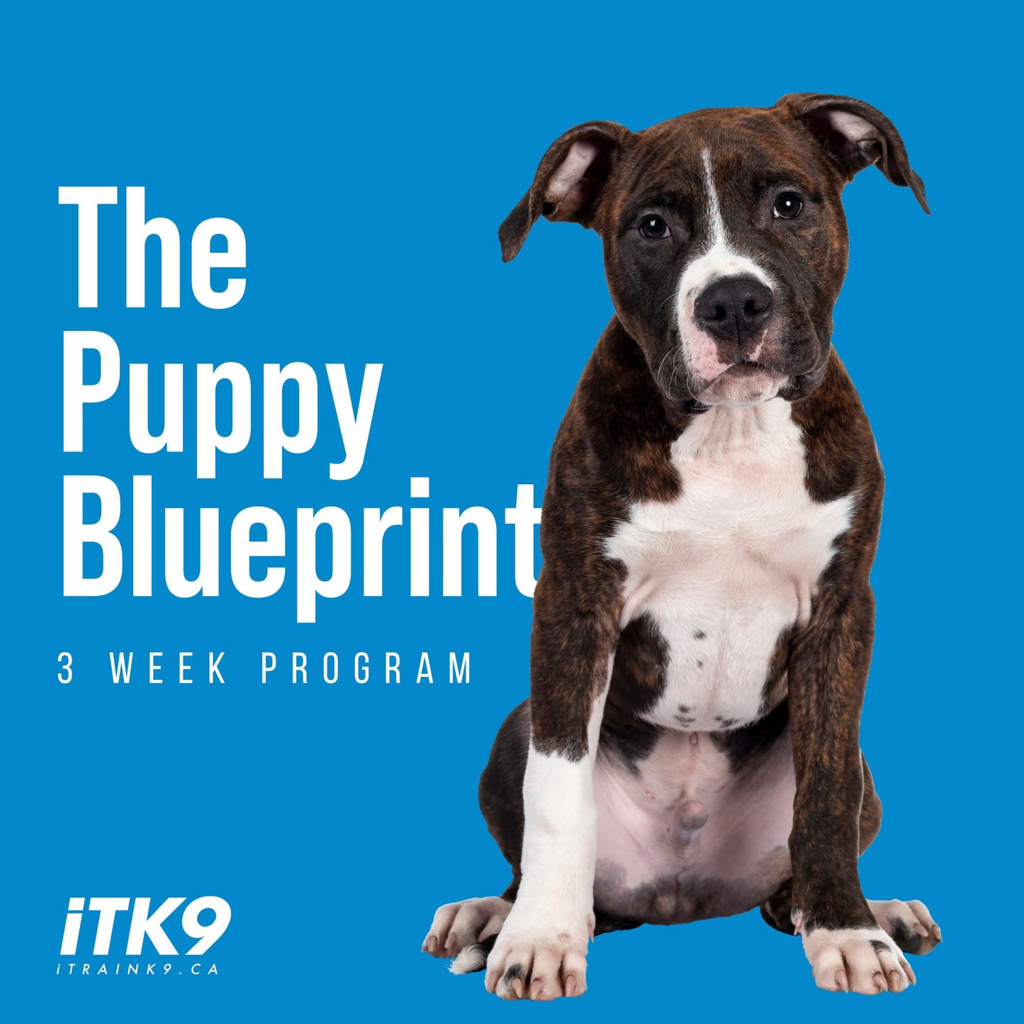 The Puppy Blueprint